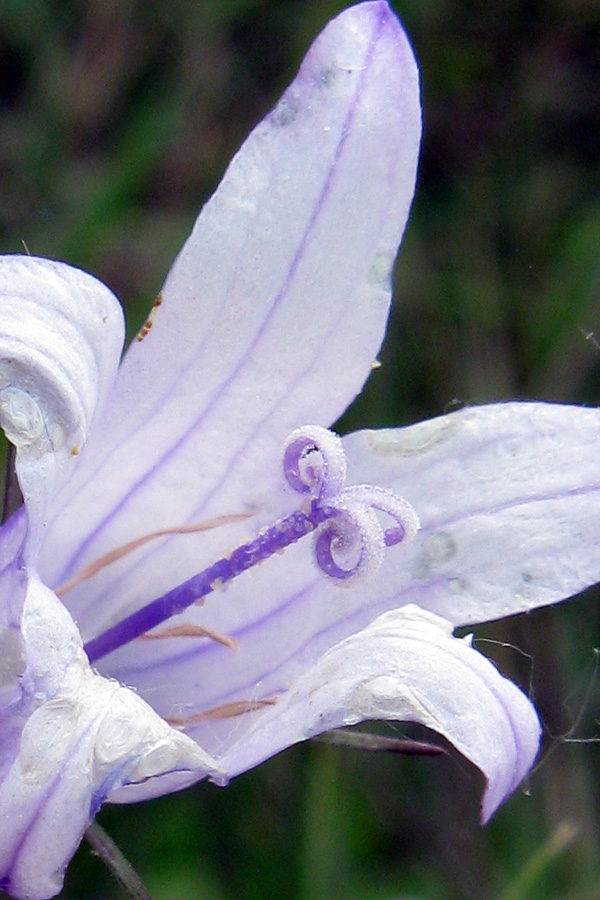 Campanula rapunculus